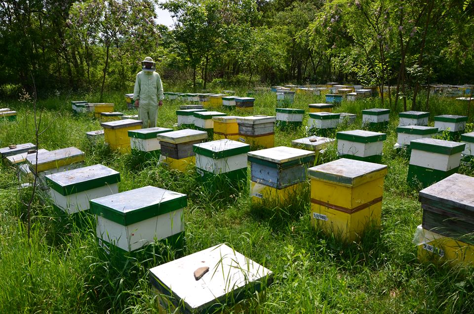 Apiary Sense
